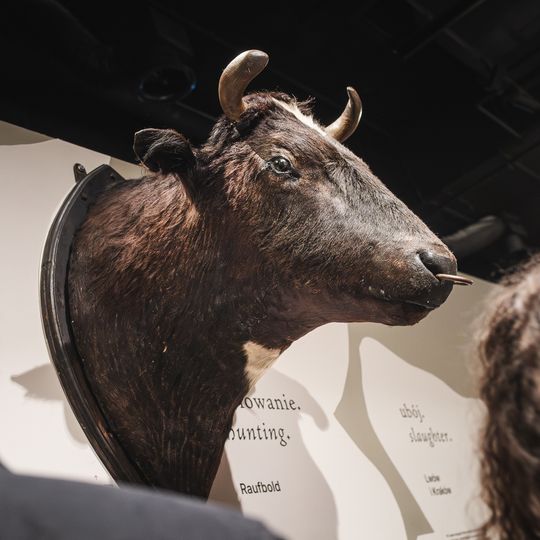 „FAUNA. Zwierzęta na wojnie i ich ludzie”, nowa wystawa w Muzeum II Wojny Światowej w Gdańsku