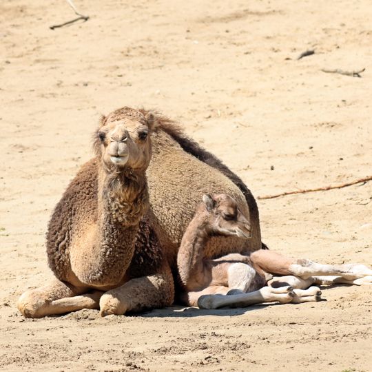 Narodziny wielbłądów w gdańskim ZOO