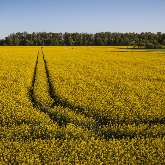 Żółte Żuławy! Pomorski krajobraz rzepakiem malowany