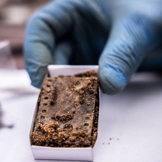 wykopaliska w Lesie Szpęgawskim