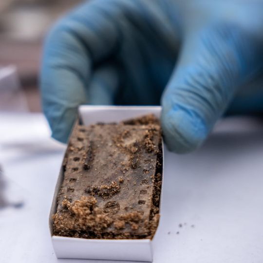 wykopaliska w Lesie Szpęgawskim