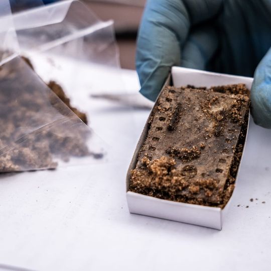 wykopaliska w Lesie Szpęgawskim