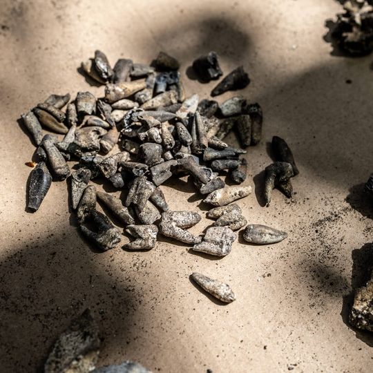 wykopaliska w Lesie Szpęgawskim