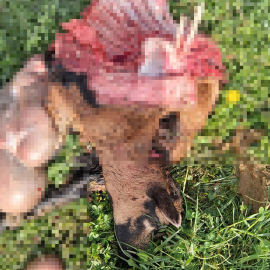 zagryzione owce w gospodarstwie w Nowym Wiecu