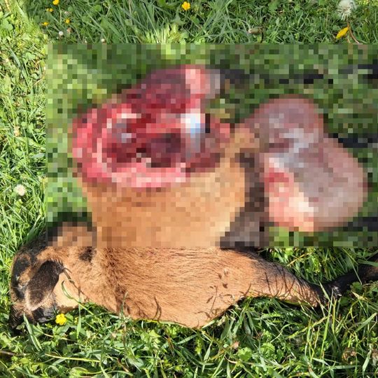 zagryzione owce w gospodarstwie w Nowym Wiecu