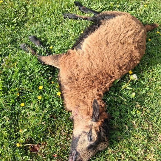 zagryzione owce w gospodarstwie w Nowym Wiecu