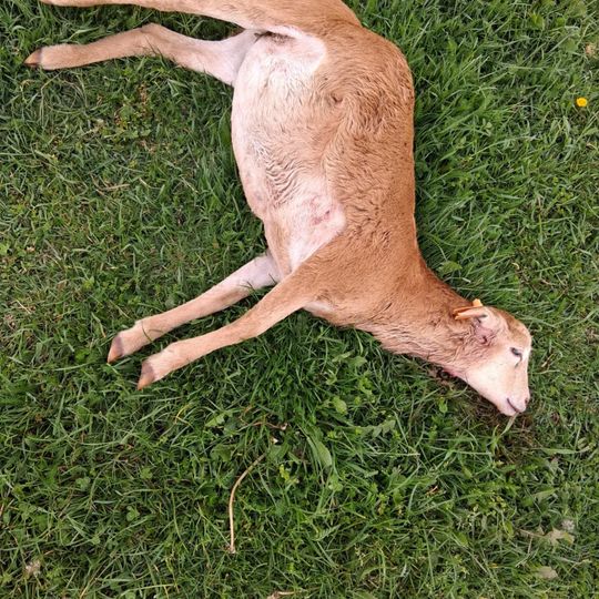 zagryzione owce w gospodarstwie w Nowym Wiecu