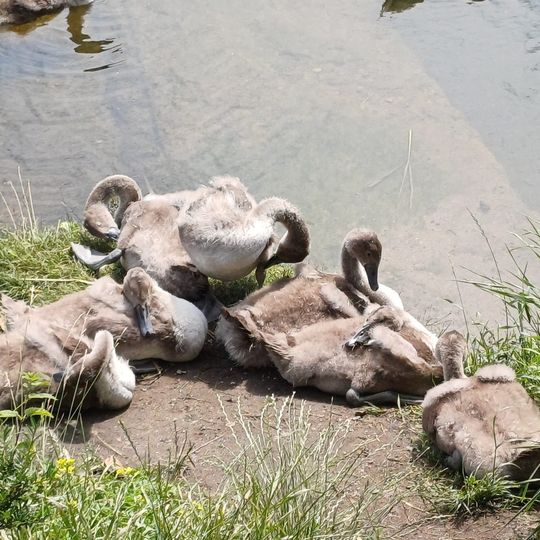 łabędź z haczykiem w dziobie uratowany przez służby w Gdańsku