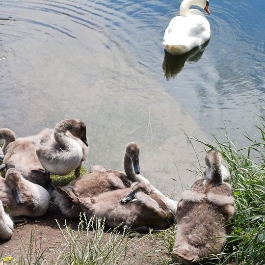 łabędź z haczykiem w dziobie uratowany przez służby w Gdańsku