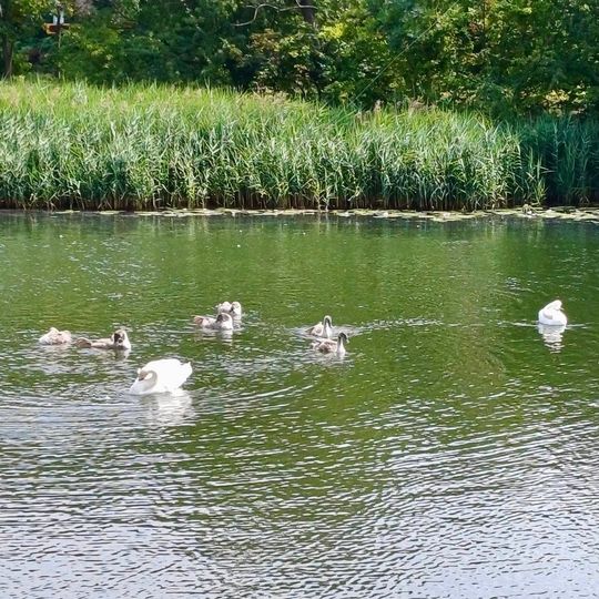 łabędź z haczykiem w dziobie uratowany przez służby w Gdańsku