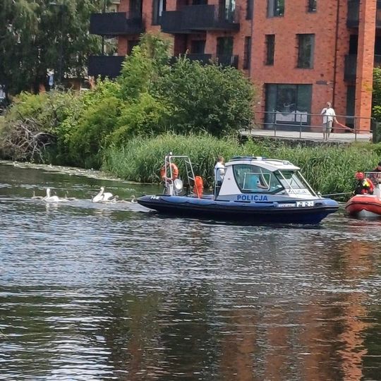 łabędź z haczykiem w dziobie uratowany przez służby w Gdańsku