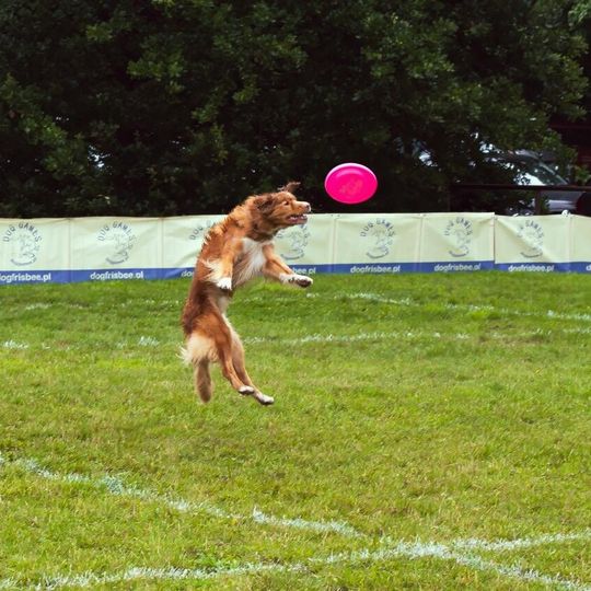 Park Kolibki opanowały latające psy. Widowiskowe zawody dogfrisbee w Gdyni