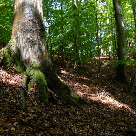 las na Huzarskich Manowcach w Gdańsku zagrożony wycinką
