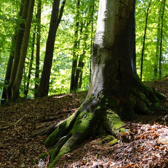 las na Huzarskich Manowcach w Gdańsku zagrożony wycinką