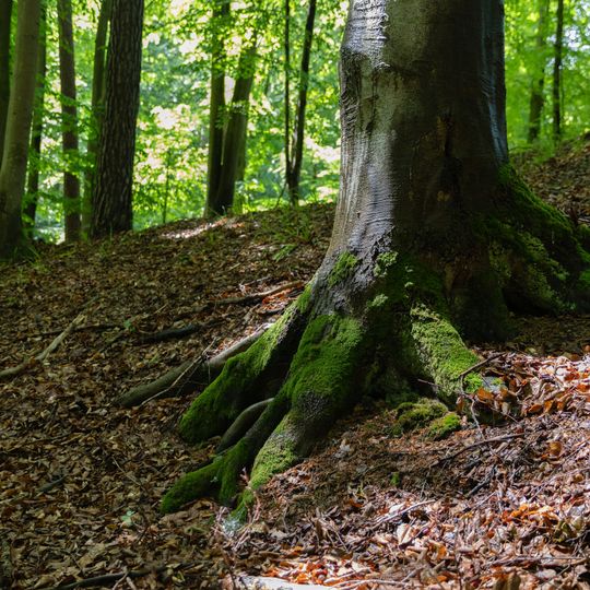 las na Huzarskich Manowcach w Gdańsku zagrożony wycinką