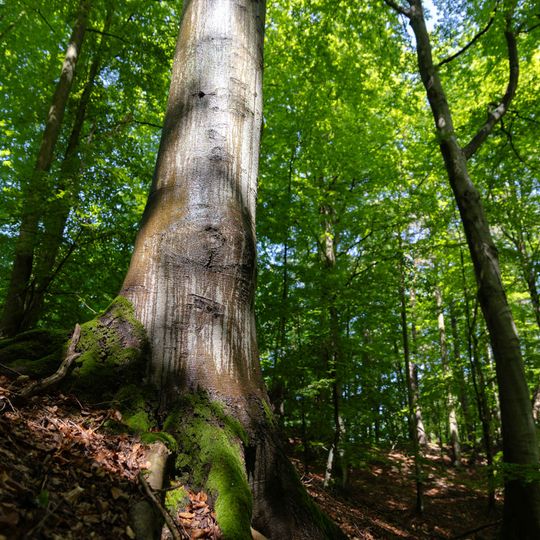 las na Huzarskich Manowcach w Gdańsku zagrożony wycinką