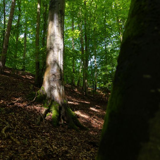 las na Huzarskich Manowcach w Gdańsku zagrożony wycinką