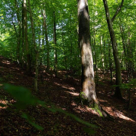 las na Huzarskich Manowcach w Gdańsku zagrożony wycinką