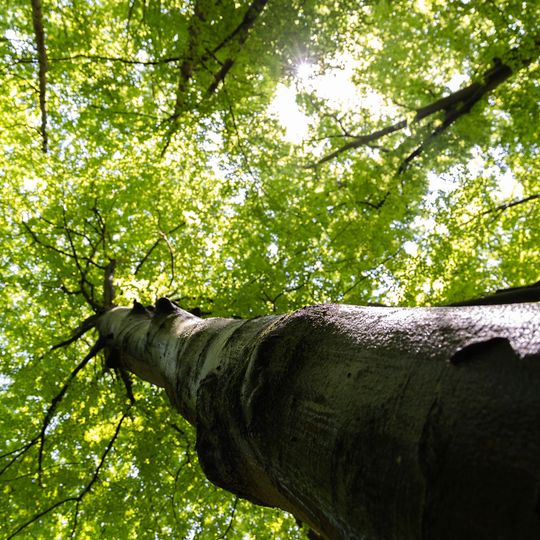 las na Huzarskich Manowcach w Gdańsku zagrożony wycinką