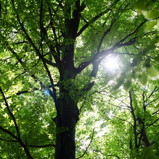 las na Huzarskich Manowcach w Gdańsku zagrożony wycinką