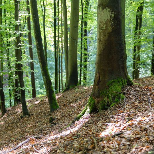 las na Huzarskich Manowcach w Gdańsku zagrożony wycinką