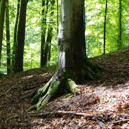 las na Huzarskich Manowcach w Gdańsku zagrożony wycinką
