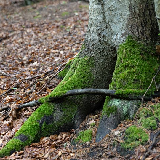 las na Huzarskich Manowcach w Gdańsku zagrożony wycinką