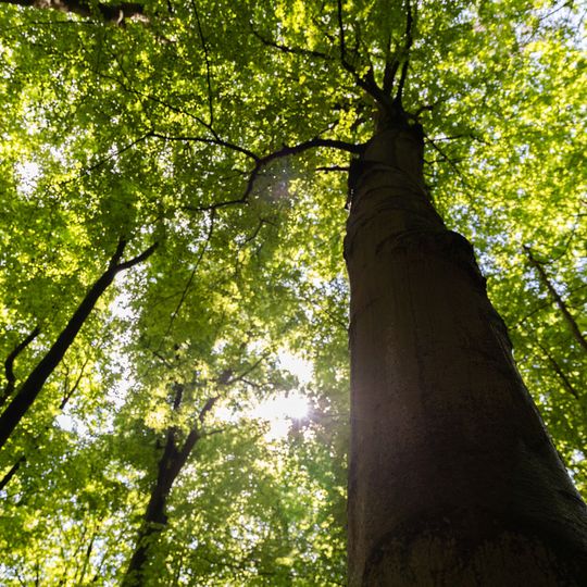 las na Huzarskich Manowcach w Gdańsku zagrożony wycinką