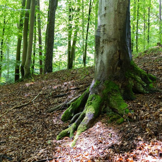 las na Huzarskich Manowcach w Gdańsku zagrożony wycinką