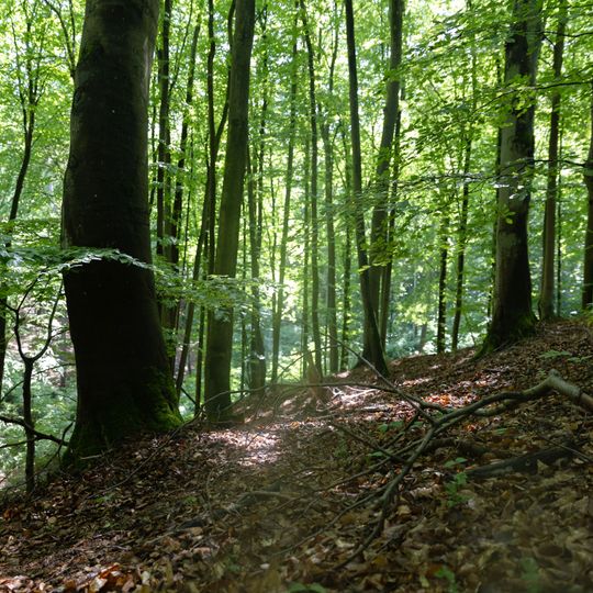 las na Huzarskich Manowcach w Gdańsku zagrożony wycinką