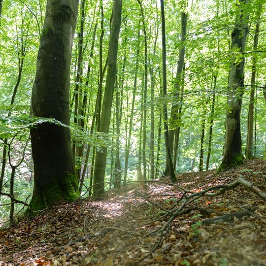 las na Huzarskich Manowcach w Gdańsku zagrożony wycinką