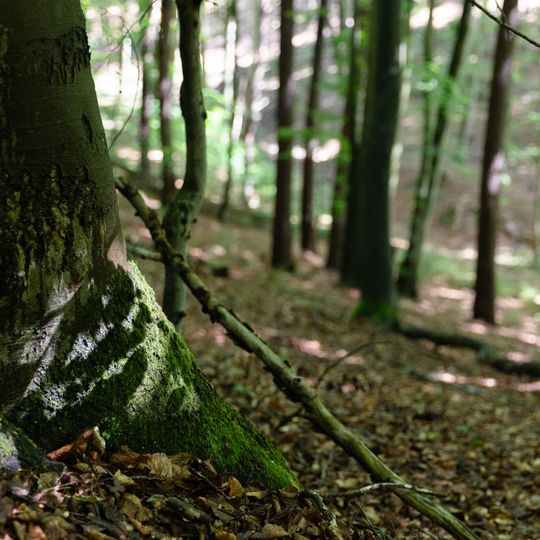 las na Huzarskich Manowcach w Gdańsku zagrożony wycinką