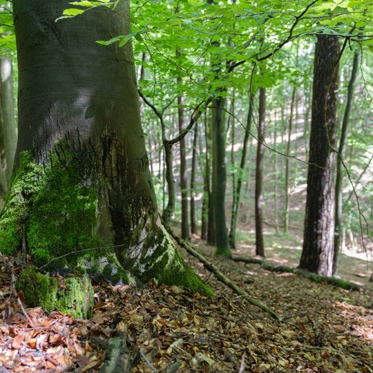 las na Huzarskich Manowcach w Gdańsku zagrożony wycinką