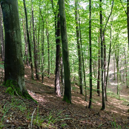 las na Huzarskich Manowcach w Gdańsku zagrożony wycinką