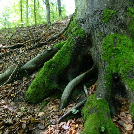 las na Huzarskich Manowcach w Gdańsku zagrożony wycinką