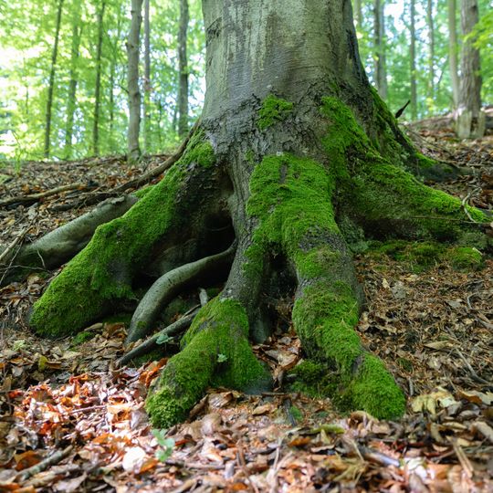las na Huzarskich Manowcach w Gdańsku zagrożony wycinką
