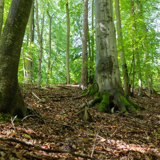 las na Huzarskich Manowcach w Gdańsku zagrożony wycinką