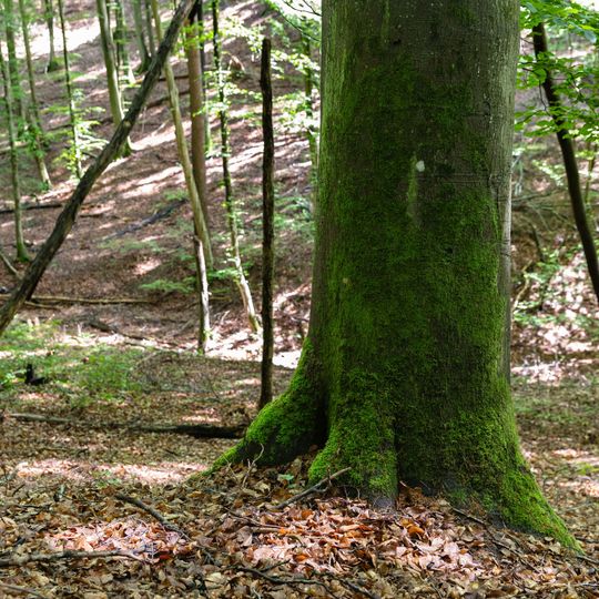 las na Huzarskich Manowcach w Gdańsku zagrożony wycinką