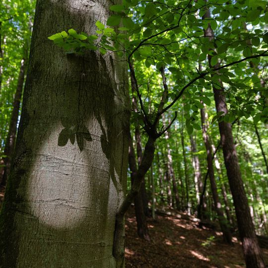las na Huzarskich Manowcach w Gdańsku zagrożony wycinką