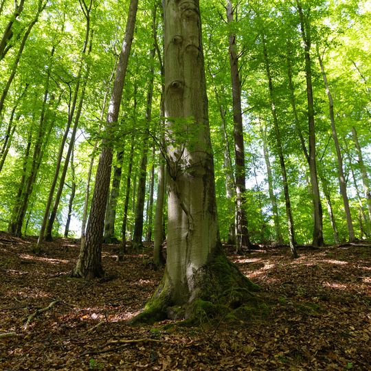 las na Huzarskich Manowcach w Gdańsku zagrożony wycinką