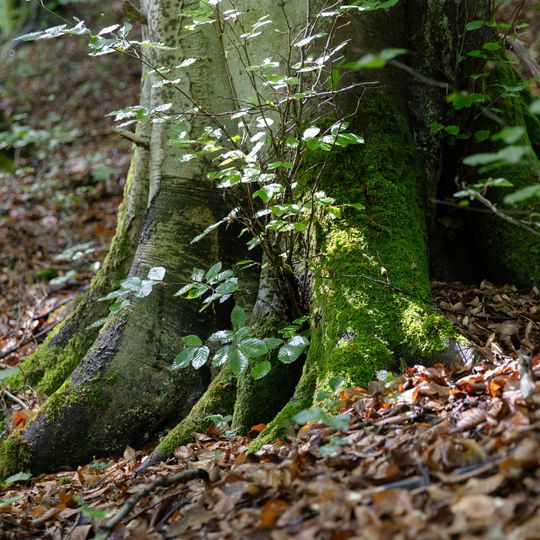 las na Huzarskich Manowcach w Gdańsku zagrożony wycinką