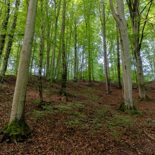 las na Huzarskich Manowcach w Gdańsku zagrożony wycinką