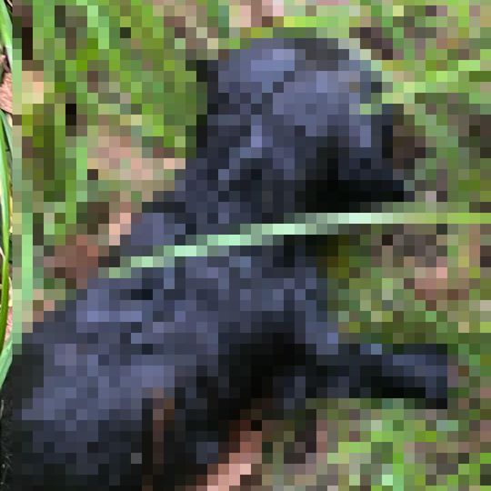 Utopione szczeniaki w Sztumskim Polu. Ktoś włożył je do worka i wrzucił do stawu