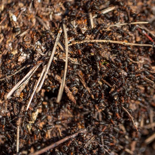 Ekologiczne działania przy budowie elektrowni jądrowej w Lubiatowie-Kopalinie