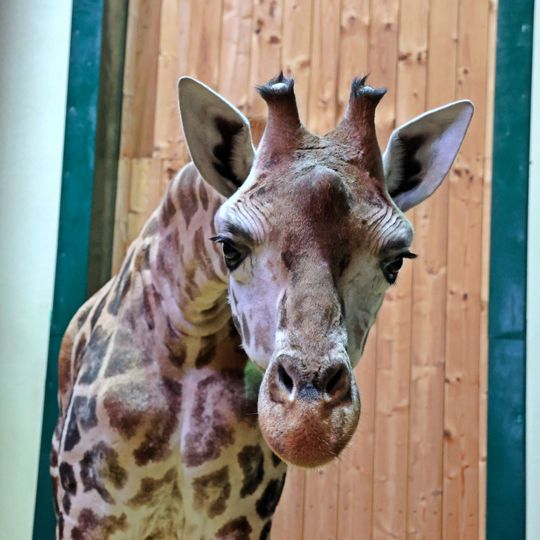 Nowa żyrafa w gdańskim zoo
