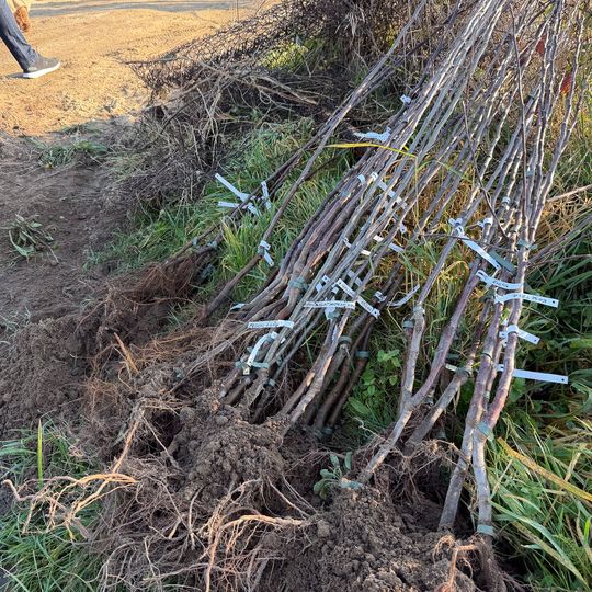 sadzenie Alei Jabłoni pamięci Mariusza Śledzia