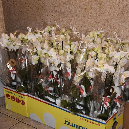 jubileusze małżeńskie 2025 w Przodkowie