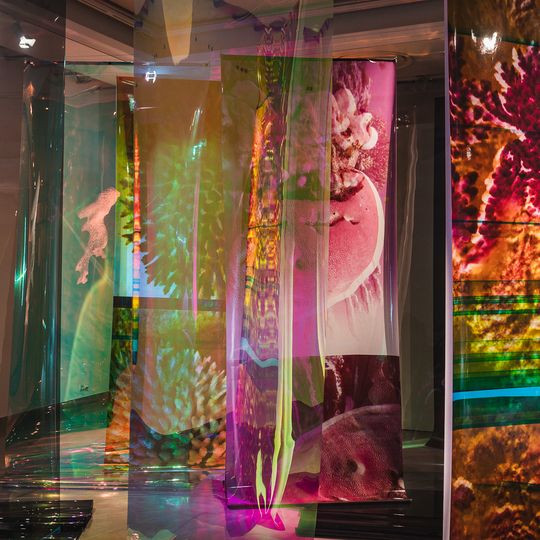 „W głębi: Żyjące morza, żyjące ciała”. Niezwykła wystawa w Sopocie