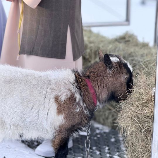 Orszak Trzech Króli w Sierakowicach. Za gwiazdą podążali Mędrcy ze Wschodu i tłumy wiernych