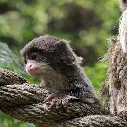 tamaryna cesarska, zoo Gdańsk 2025